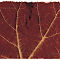 Nervature, mese di ottobre, 2005
